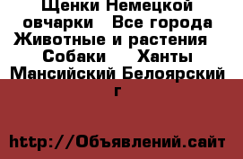 Щенки Немецкой овчарки - Все города Животные и растения » Собаки   . Ханты-Мансийский,Белоярский г.